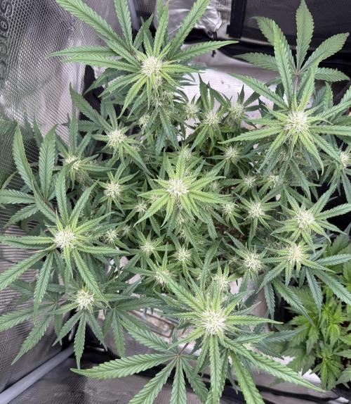 🍋🥤⬆️. Week 8 - D55