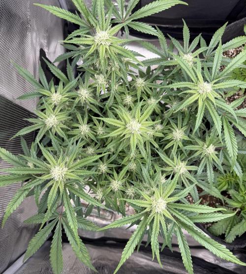 🍋🥤⬆️. Week 8 - D56
