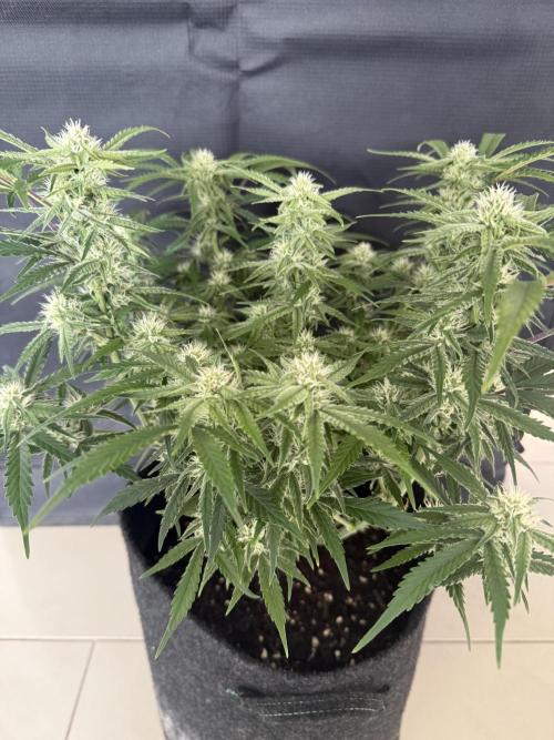 🍋🥤⬆️. Week 8