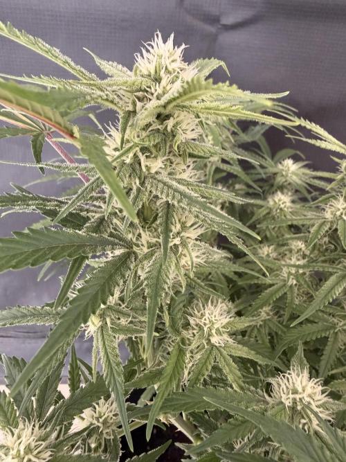 🍋🥤⬆️. Week 8