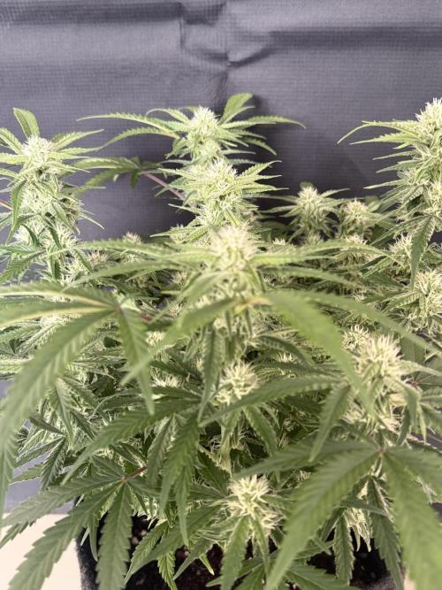 🍋🥤⬆️. Week 8