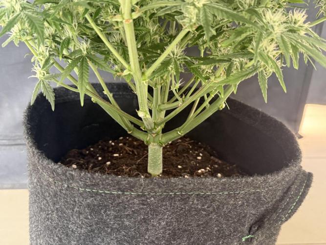🍋🥤⬆️. Week 8