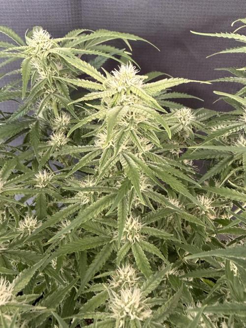 🍋🥤⬆️. Week 8