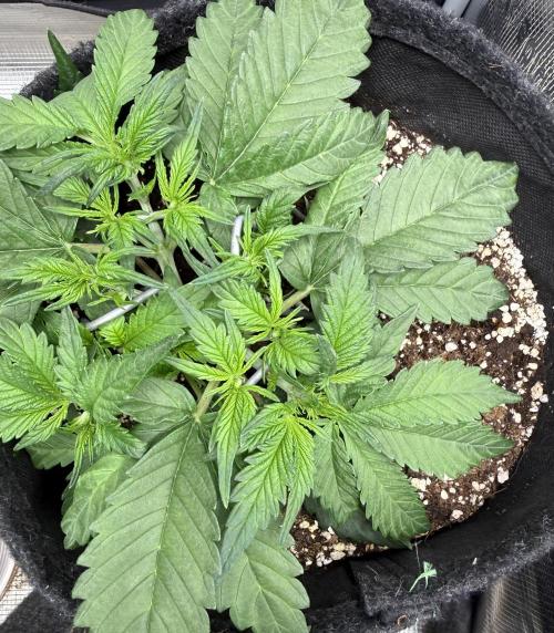 ❄️‼️. Week 5 - D29
