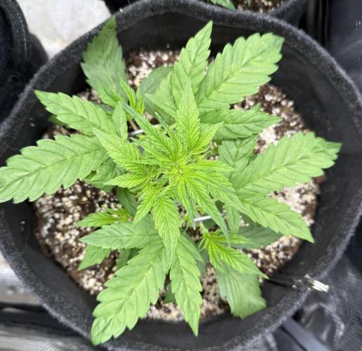 🦍🍪. Week 4 - D22