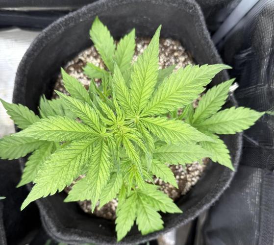 🦍🍪. Week 4 - D23