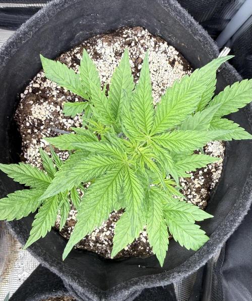 🦍🍪. Week 4 - D24