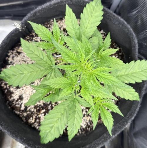 🦍🍪. Week 4 - D25