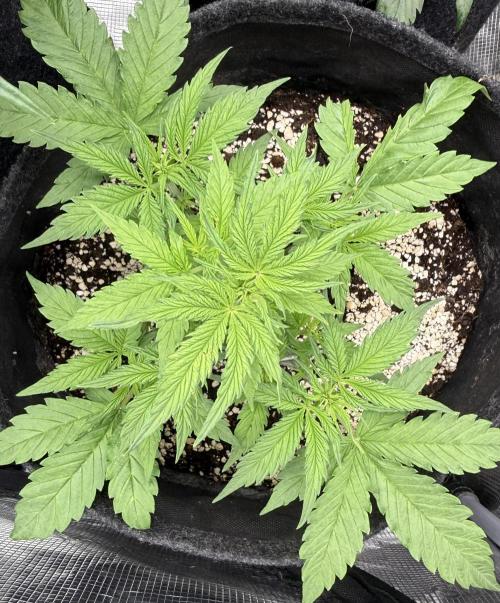 🦍🍪. Week 4 - D26
