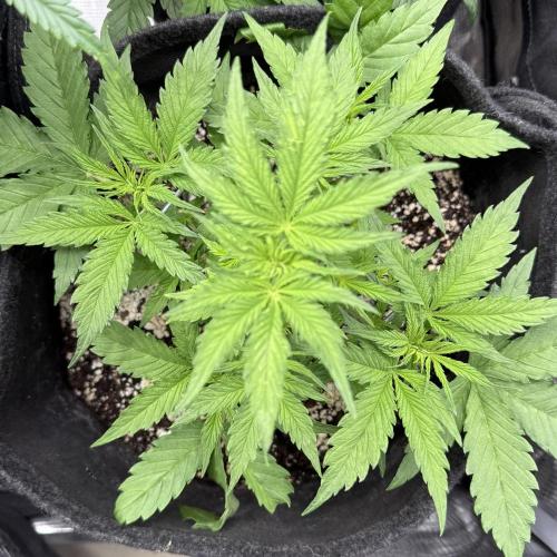 🦍🍪. Week 4 - D27