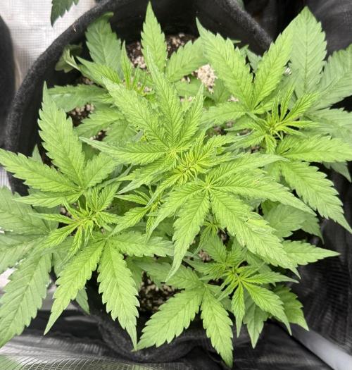 🦍🍪. Week 4 - D28