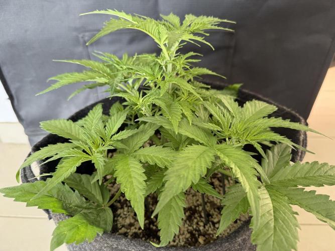 🦍🍪. Week 4