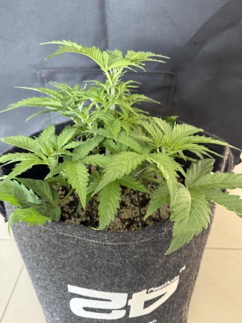 🦍🍪. Week 4