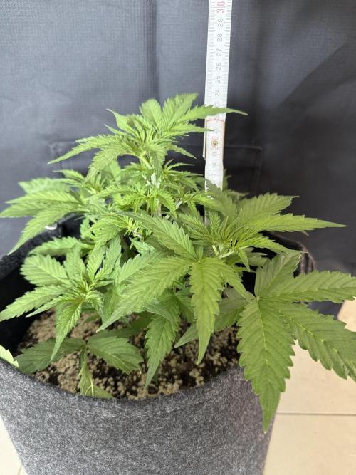 🦍🍪. Week 4