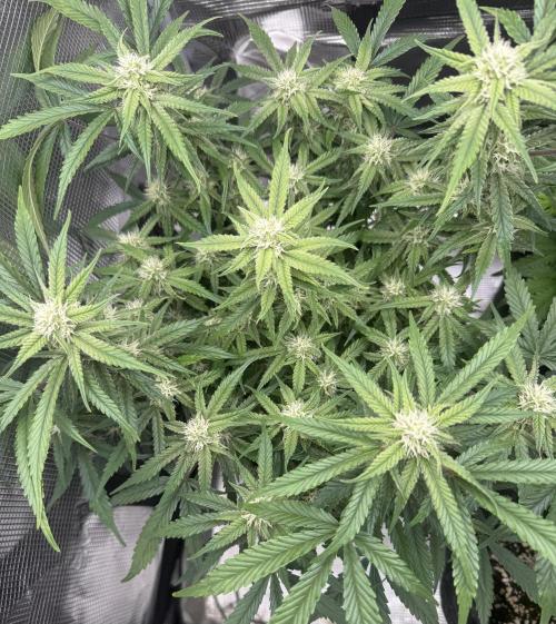 🍋🥤⬆️. Week 9 - D57