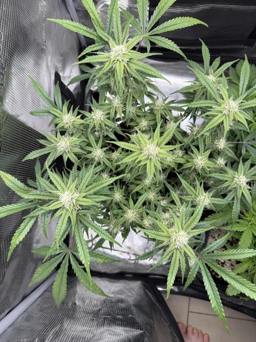 🍋🥤⬆️. Week 9 - D58