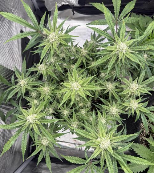 🍋🥤⬆️. Week 9 - D59