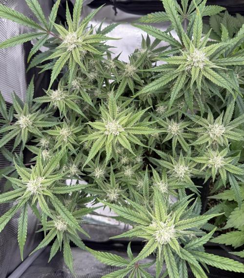 🍋🥤⬆️. Week 9 - D60