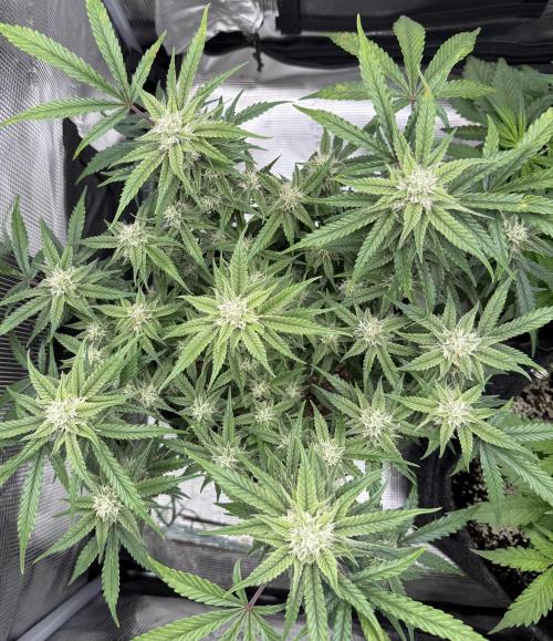 🍋🥤⬆️. Week 9 - D61
