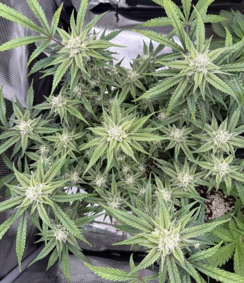 🍋🥤⬆️. Week 9 - D62