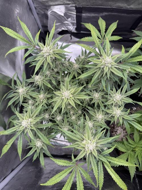 🍋🥤⬆️. Week 9 - D63