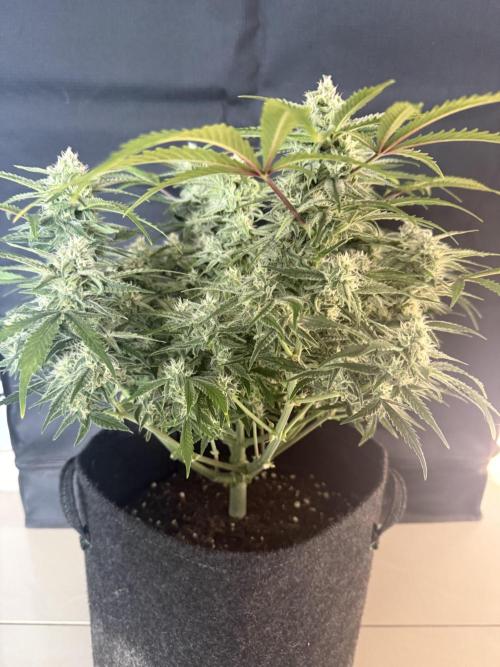 🍋🥤⬆️. Week 9