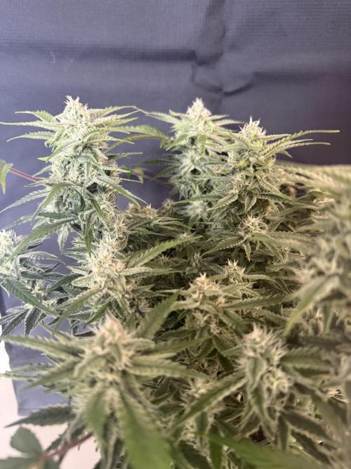 🍋🥤⬆️. Week 9