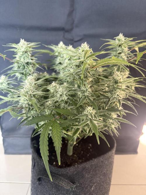 🍋🥤⬆️. Week 9