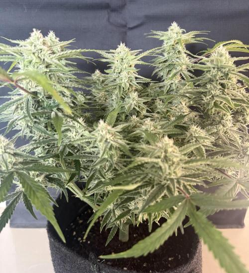 🍋🥤⬆️. Week 9