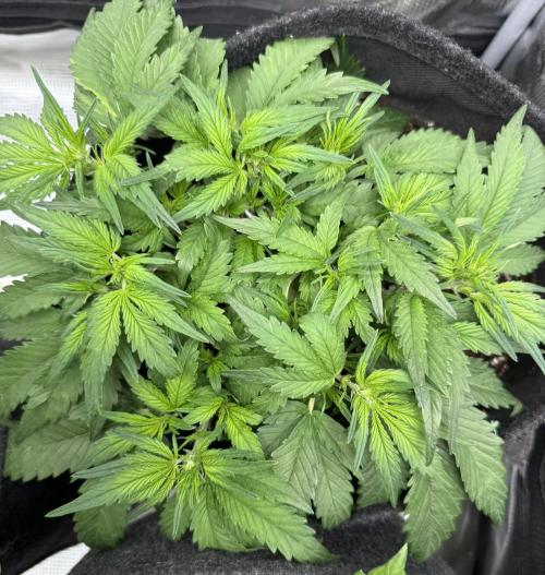 ❄️‼️. Week 6 - D37