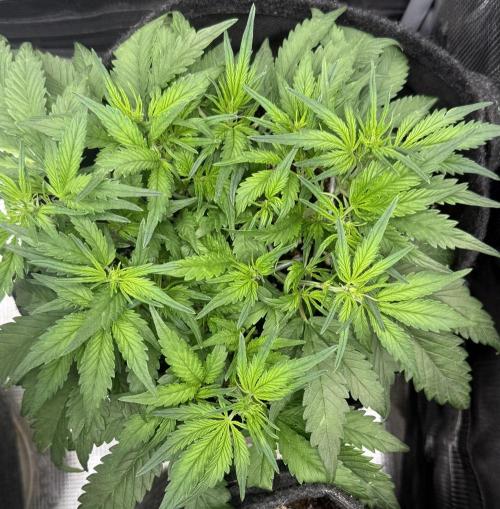 ❄️‼️. Week 6 - D38