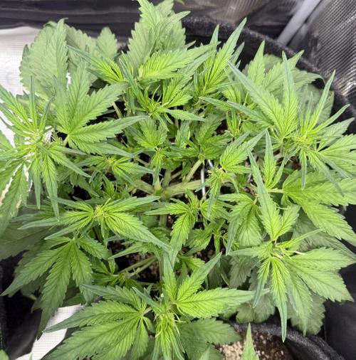 ❄️‼️. Week 6 - D39