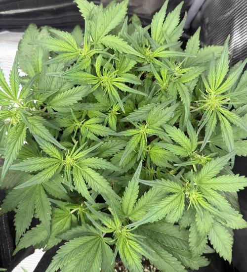❄️‼️. Week 6 - D41