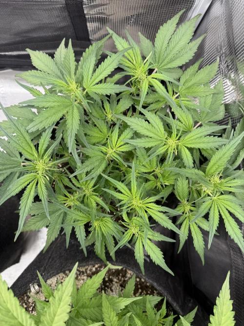 ❄️‼️. Week 6 - D42