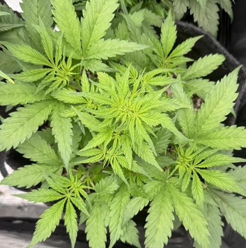 🦍🍪. Week 5 - D29