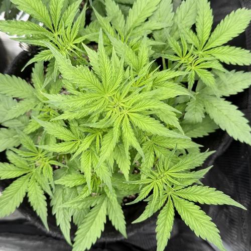 🦍🍪. Week 5 - D30