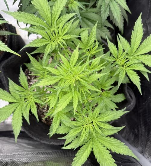 🦍🍪. Week 5 - D31