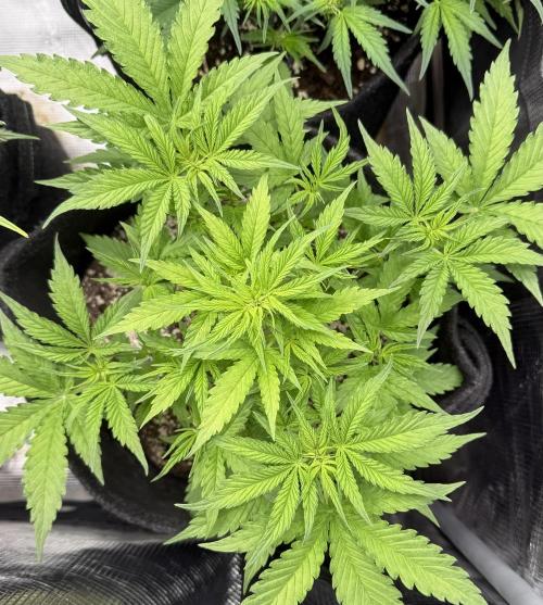🦍🍪. Week 5 - D32