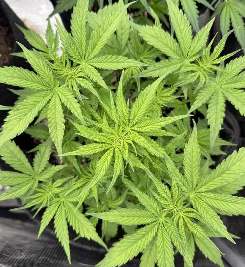 🦍🍪. Week 5 - D33