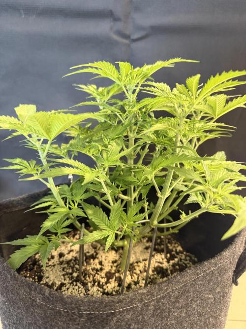 🦍🍪. Week 5