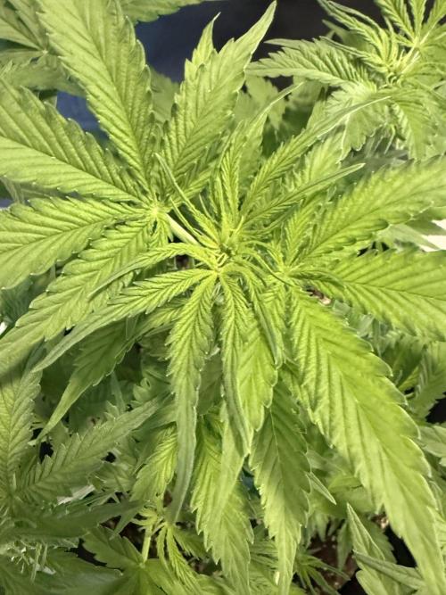 🦍🍪. Week 5
