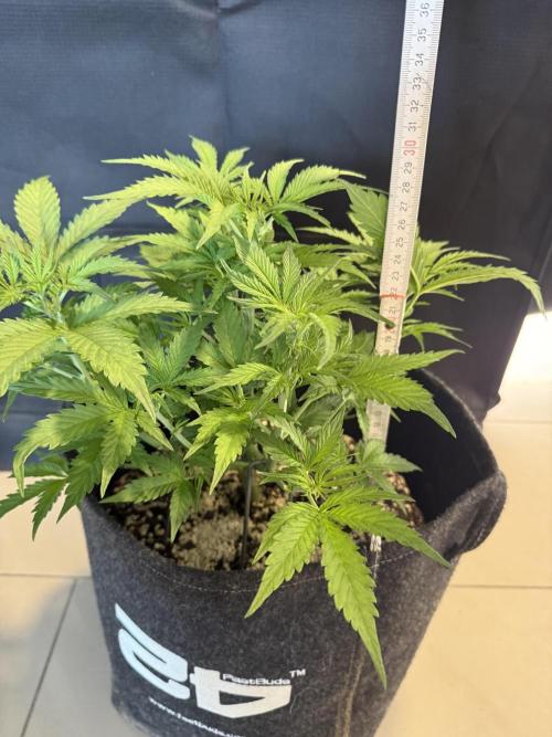 🦍🍪. Week 5
