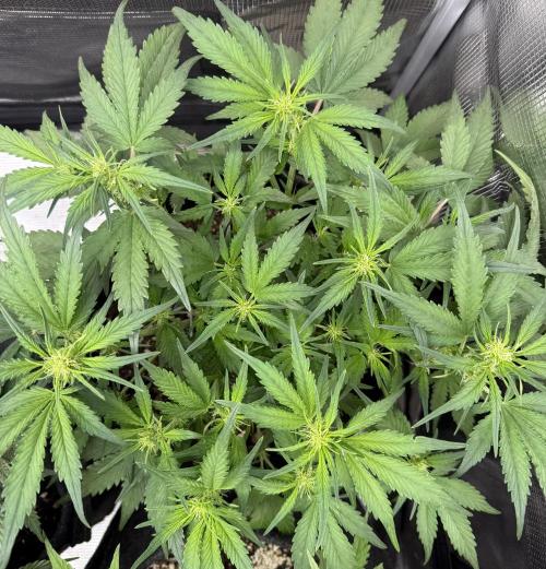 ❄️‼️. Week 7 - D44