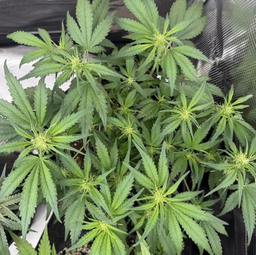 ❄️‼️. Week 7 - D45