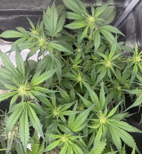 ❄️‼️. Week 7 - D46