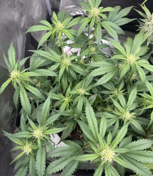❄️‼️. Week 7 - D49