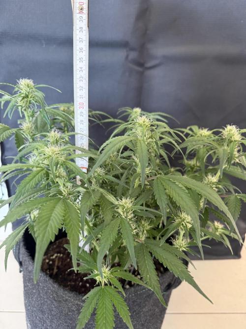 ❄️‼️. Week 7 - Height