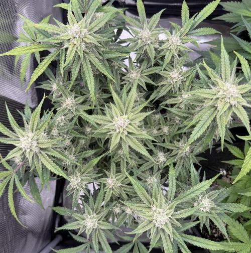 🍋🥤⬆️. Week 10 - D64