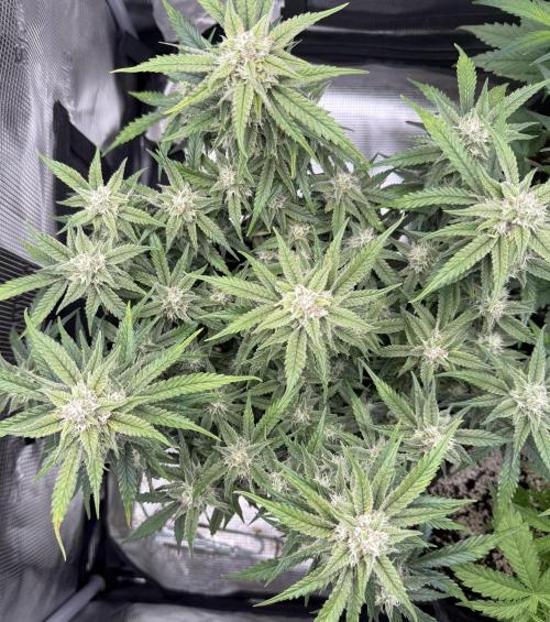 🍋🥤⬆️. Week 10 - D65