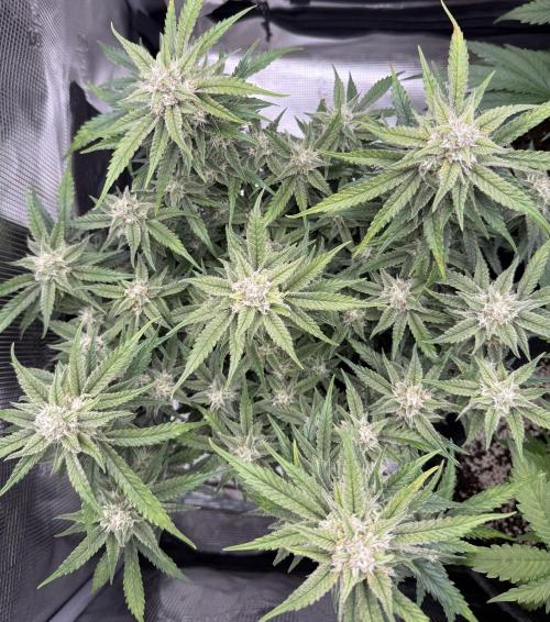 🍋🥤⬆️. Week 10 - D66